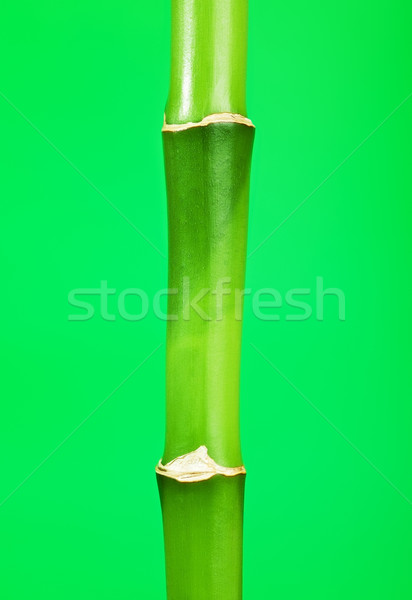 Groene bamboe stengel vers stick natuur Stockfoto © PetrMalyshev