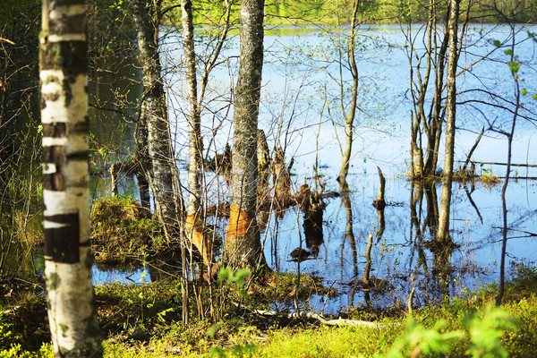 Flooded Forest at Spring Stock photo © PetrMalyshev