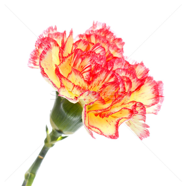 Rosa gelb Nelke isoliert weiß Blume Stock foto © PetrMalyshev