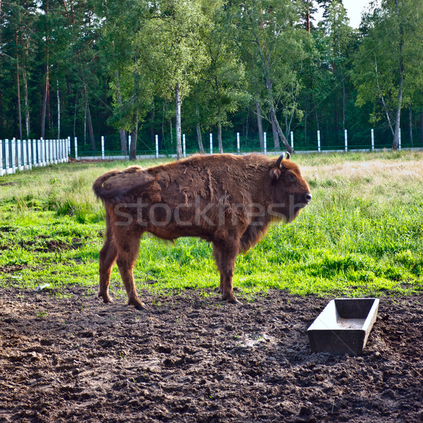 Aurochs In Wildlife Sanctuary Stock photo © PetrMalyshev