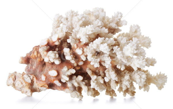 Belle corail gris isolé blanche résumé [[stock_photo]] © PetrMalyshev