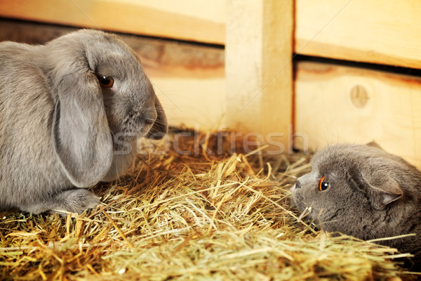 Stock photo: Cat and Rabbit