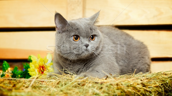 Brits korthaar kat grappig Blauw gezicht Stockfoto © PetrMalyshev