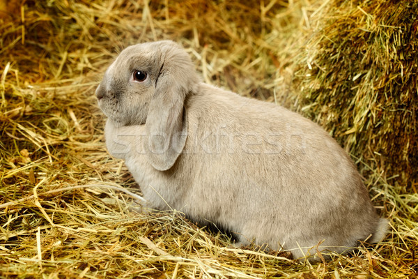 Conejo gris Pascua retrato funny Foto stock © PetrMalyshev