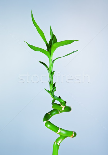 Groene bamboe spruit vers Blauw tuin Stockfoto © PetrMalyshev