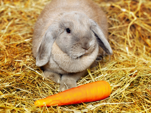 Lop-earred Rabbit Stock photo © PetrMalyshev