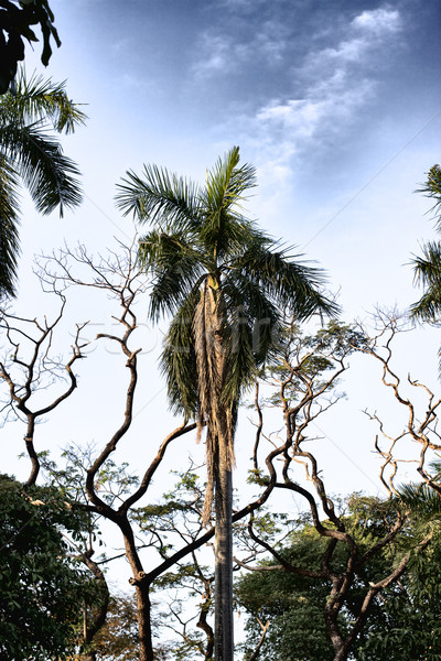 Trópusi dzsungel zöld kókuszpálma felhős égbolt Stock fotó © PetrMalyshev