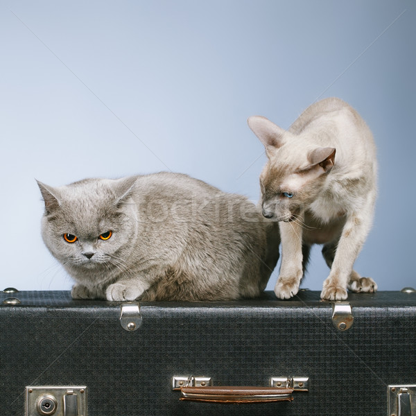 Dos gatos azul británico gato Foto stock © PetrMalyshev