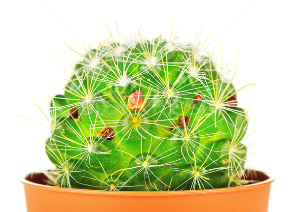 Piccolo cactus decorativo pot isolato bianco Foto d'archivio © PetrMalyshev