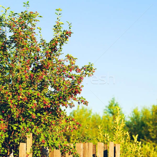 Countryside Stock photo © PetrMalyshev