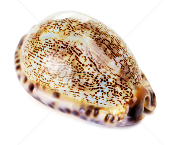 Mare shell bella isolato bianco spiaggia Foto d'archivio © PetrMalyshev