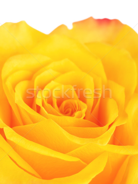 Stock photo: Yellow Rose Flower