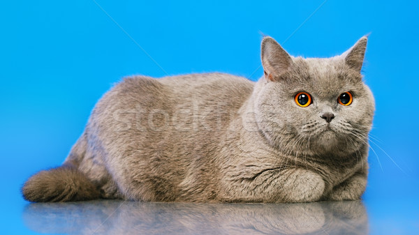 Foto stock: Britânico · shorthair · gato · azul · cara · fundo