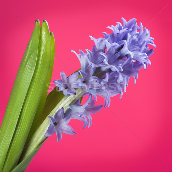 Blue Hyacinth Stock photo © PetrMalyshev