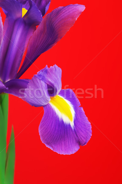 Iris Flower Stock photo © PetrMalyshev