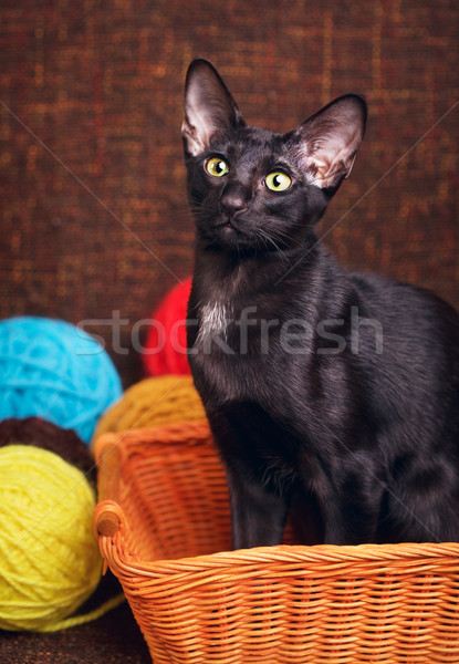 Stockfoto: Zwarte · korthaar · kat · vergadering · houten