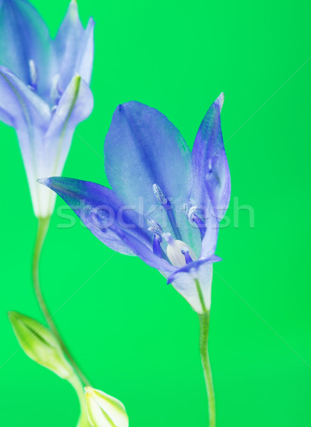 Kék virág friss virág háttér szépség nyár Stock fotó © PetrMalyshev