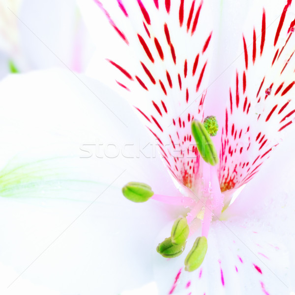 White Lily Stock photo © PetrMalyshev