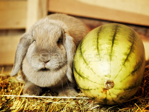 Lop-earred Rabbit Stock photo © PetrMalyshev