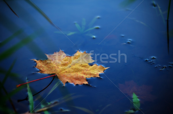 maple leaf on water Stock photo © PetrMalyshev