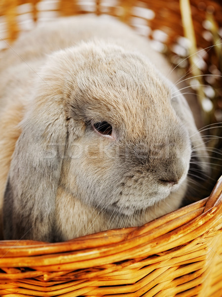 Stock photo: Lop-earred Rabbit