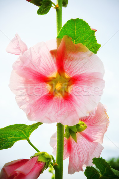 mallow flower on stalk Stock photo © PetrMalyshev