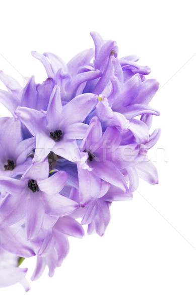 Beautiful Blue Hyacinth Stock photo © PetrMalyshev