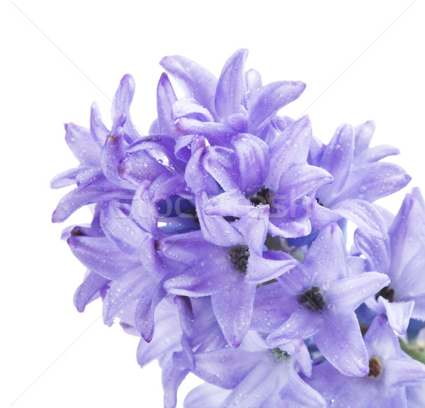 Blue Hyacinth Flower Stock photo © PetrMalyshev