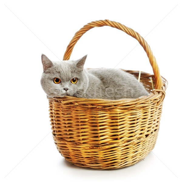 Britannico shorthair cat blu basket isolato Foto d'archivio © PetrMalyshev