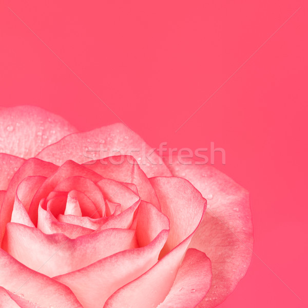 Fleur rose eau printemps [[stock_photo]] © PetrMalyshev