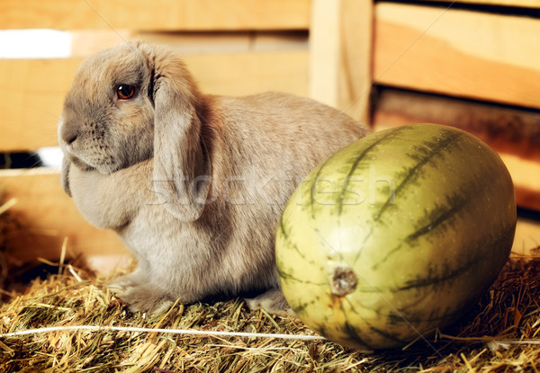 Lop-earred Rabbit Stock photo © PetrMalyshev