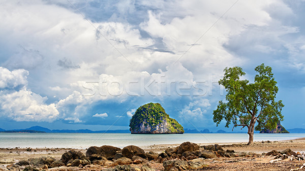 Tree on Seashore Stock photo © PetrMalyshev