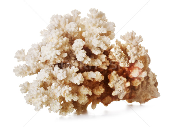 Gyönyörű korall szürke izolált fehér absztrakt Stock fotó © PetrMalyshev