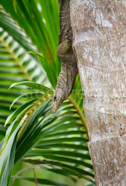 Monitor Eidechse Kokospalme Baum Palmen grünen Stock foto © PetrMalyshev