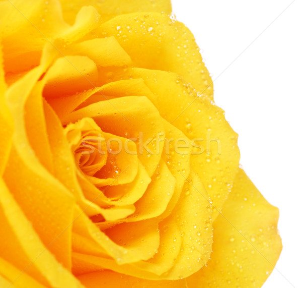 Yellow Rose Flower Stock photo © PetrMalyshev