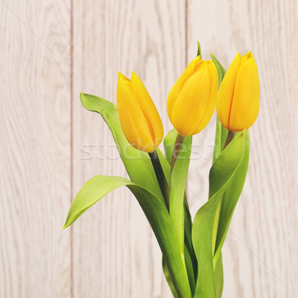 Yellow Tulip Flowers Stock photo © PetrMalyshev