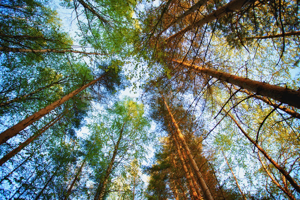 Pine Forest Stock photo © PetrMalyshev