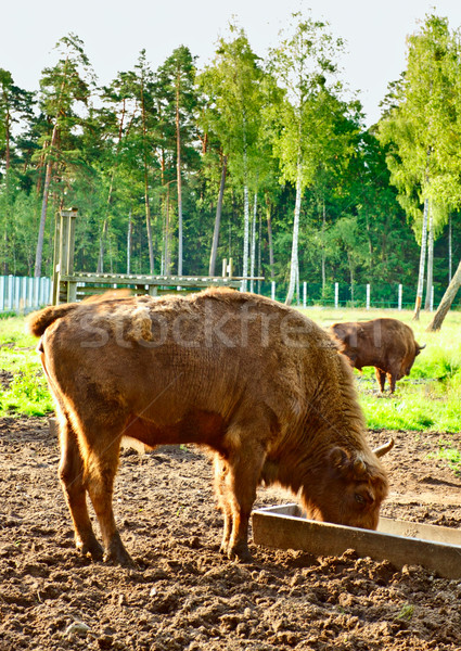 Aurochs In Wildlife Sanctuary Stock photo © PetrMalyshev