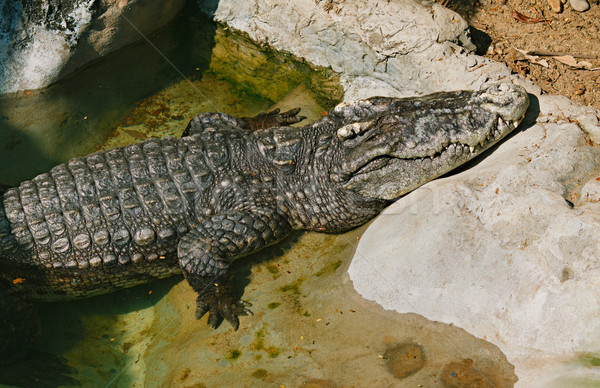 Crocodile Stock photo © PetrMalyshev