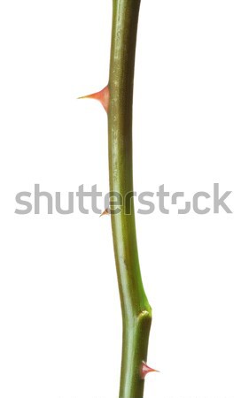 Thorns on Rose Stem Stock photo © PetrMalyshev