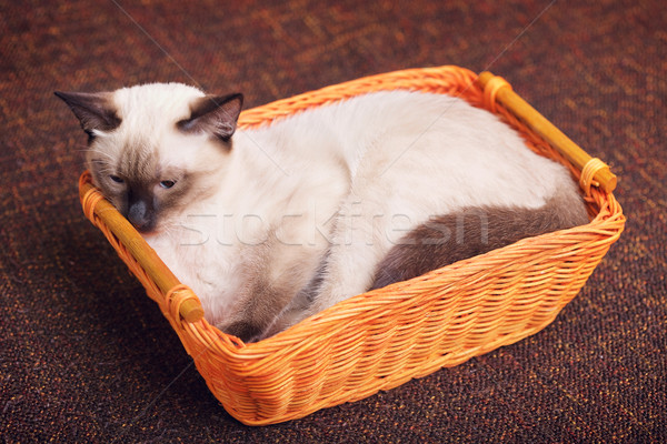 Thai Kitten In Wooden Basket Stock photo © PetrMalyshev