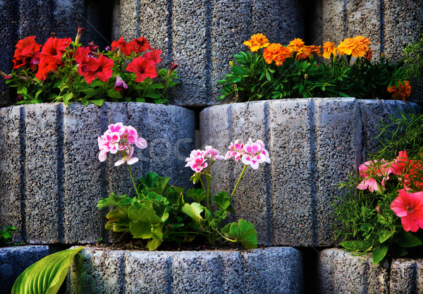 Stone Flowerbed Wall Stock photo © PetrMalyshev