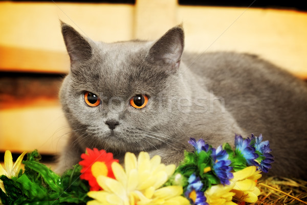 Britannico shorthair cat divertente blu faccia Foto d'archivio © PetrMalyshev