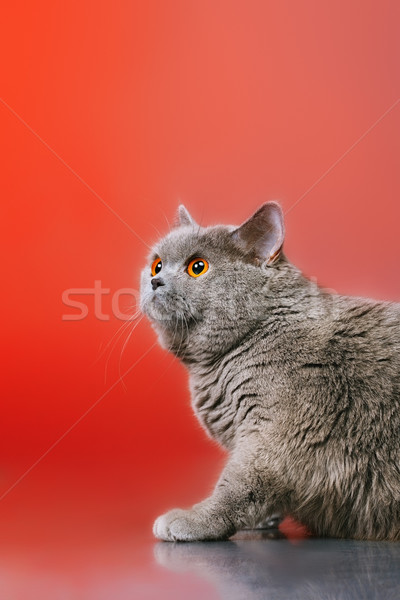 Stock photo: British Shorthair Cat