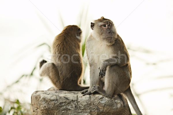 Majom kettő ül nagy kő fű Stock fotó © PetrMalyshev