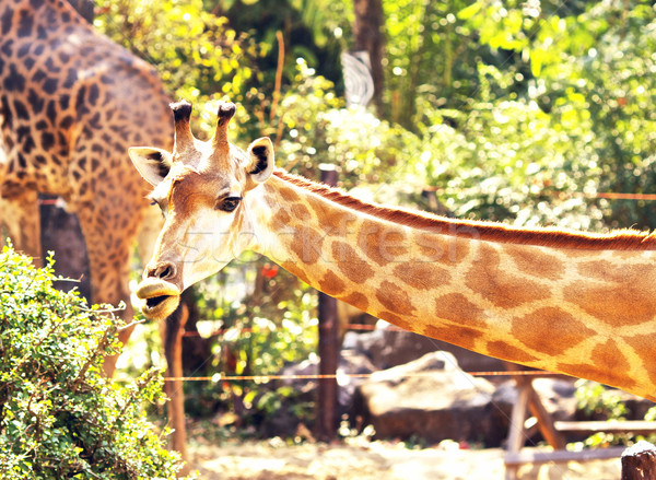 Giraffe Head Stock photo © PetrMalyshev