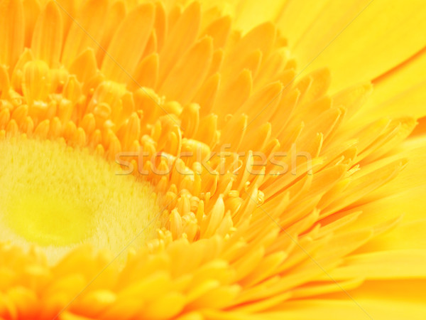 Foto stock: Amarelo · flor · belo · pétalas · macro · tiro