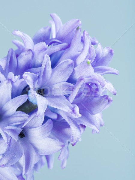 Blue Hyacinth Flower Stock photo © PetrMalyshev