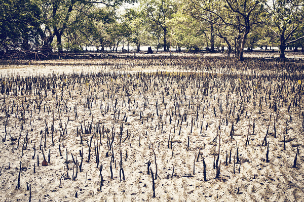 Sumpf niedrig Flut Thailand Wasser Baum Stock foto © PetrMalyshev