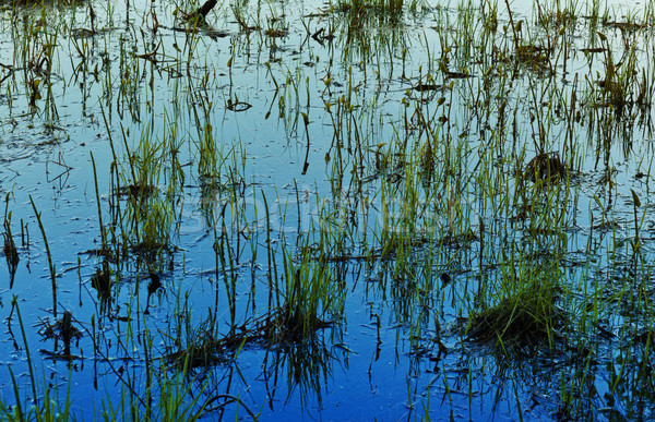 Grass in Water Stock photo © PetrMalyshev